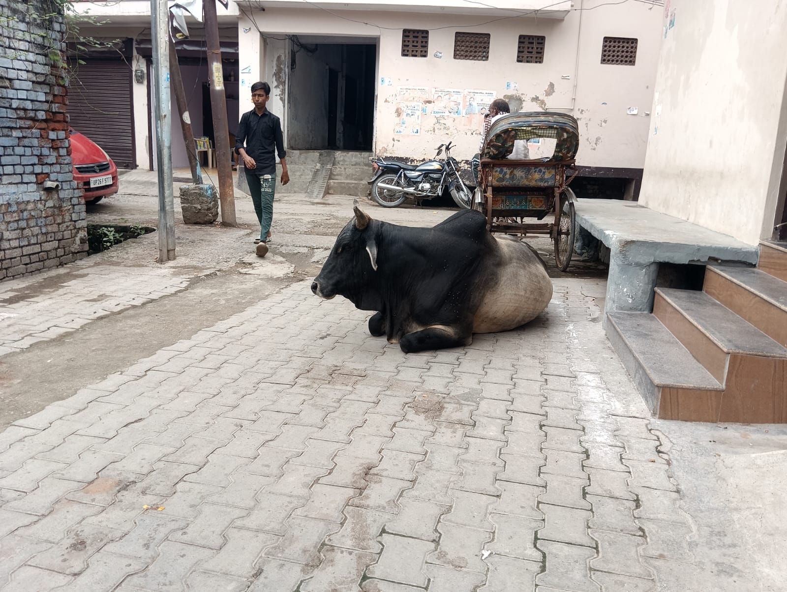 शहर के छतरी चौराहे के पास डिबाइडर के पास बैठा छुटटा पशु । संवाद शहर के छतरी चौराहे के पास डिबाइडर के पास बैठा छुटटा पशु । संवाद