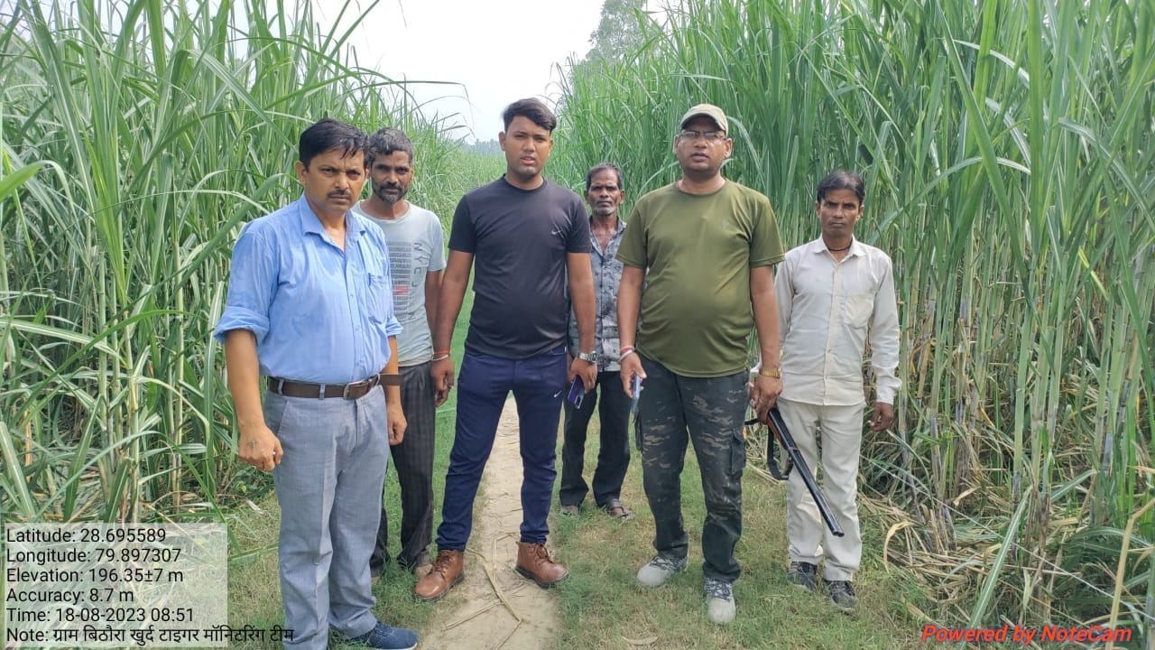 बाघ के पगचिन्ह ।