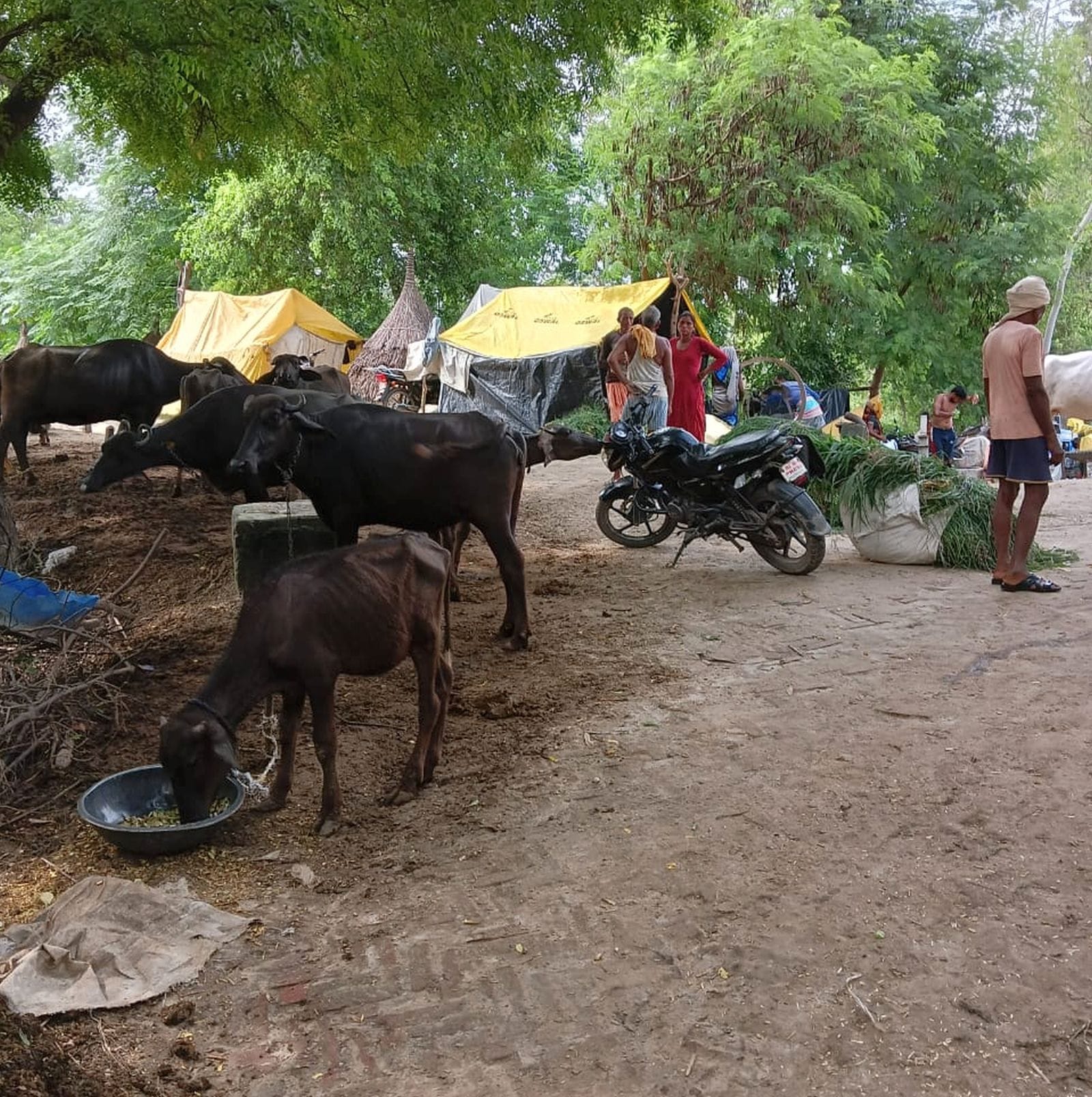 उसहैत के गांव बछौरा में हो रहा कटान। संवाद