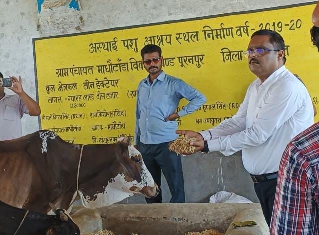 कमजोर मवेशी की स्थिति कोे कैमरे में कैंद करते डीआरडीए के पीडी । संवाद