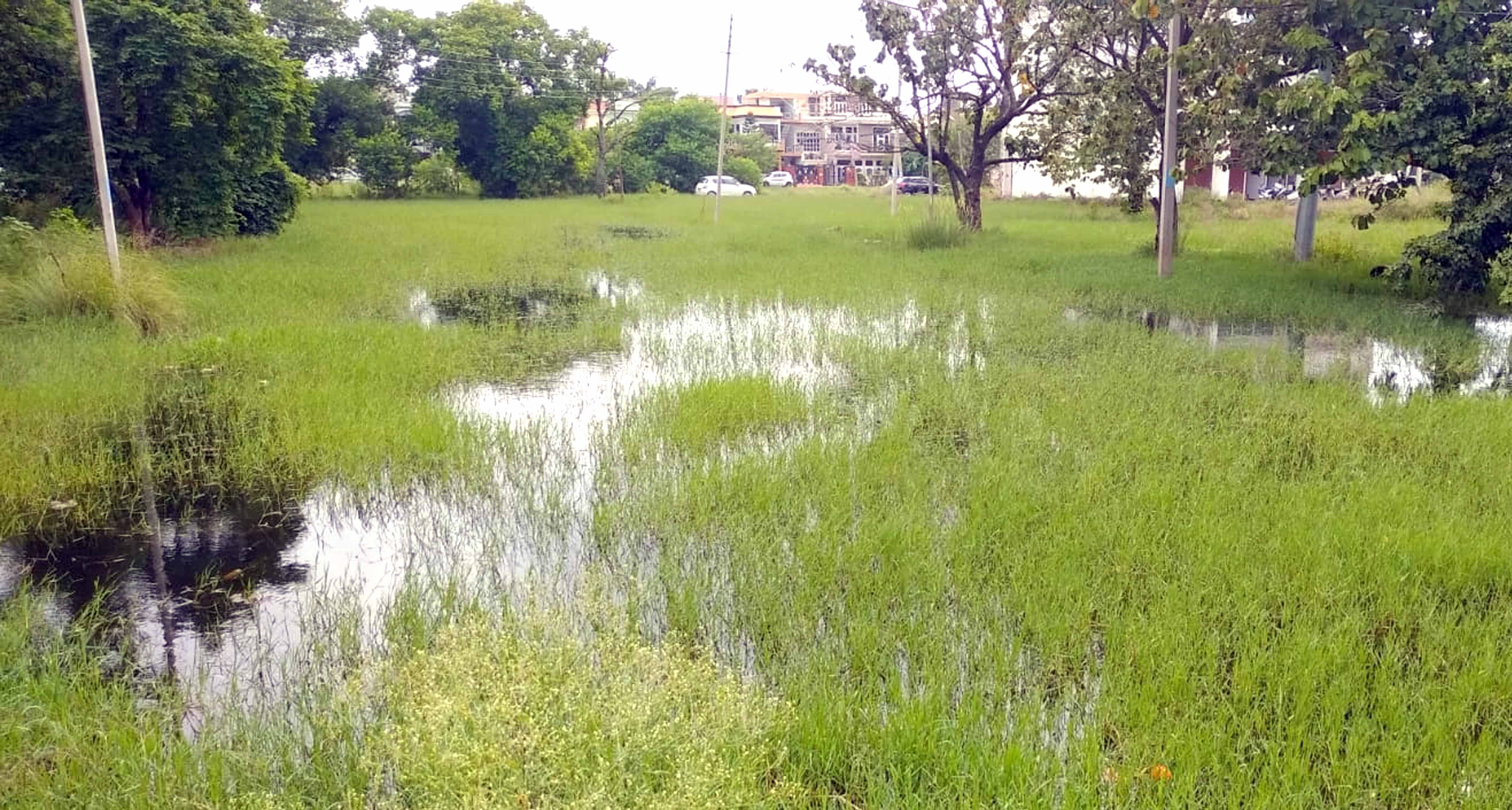 अंबाला सिटी के सेक्टर-10 में रिहायशी भवनों के बिल्कुल साथ लगते खाली प्लॉट में हुए जलभराव का दृश अंबाला सिटी के सेक्टर-10 में रिहायशी भवनों के बिल्कुल साथ लगते खाली प्लॉट में हुए जलभराव का दृश
