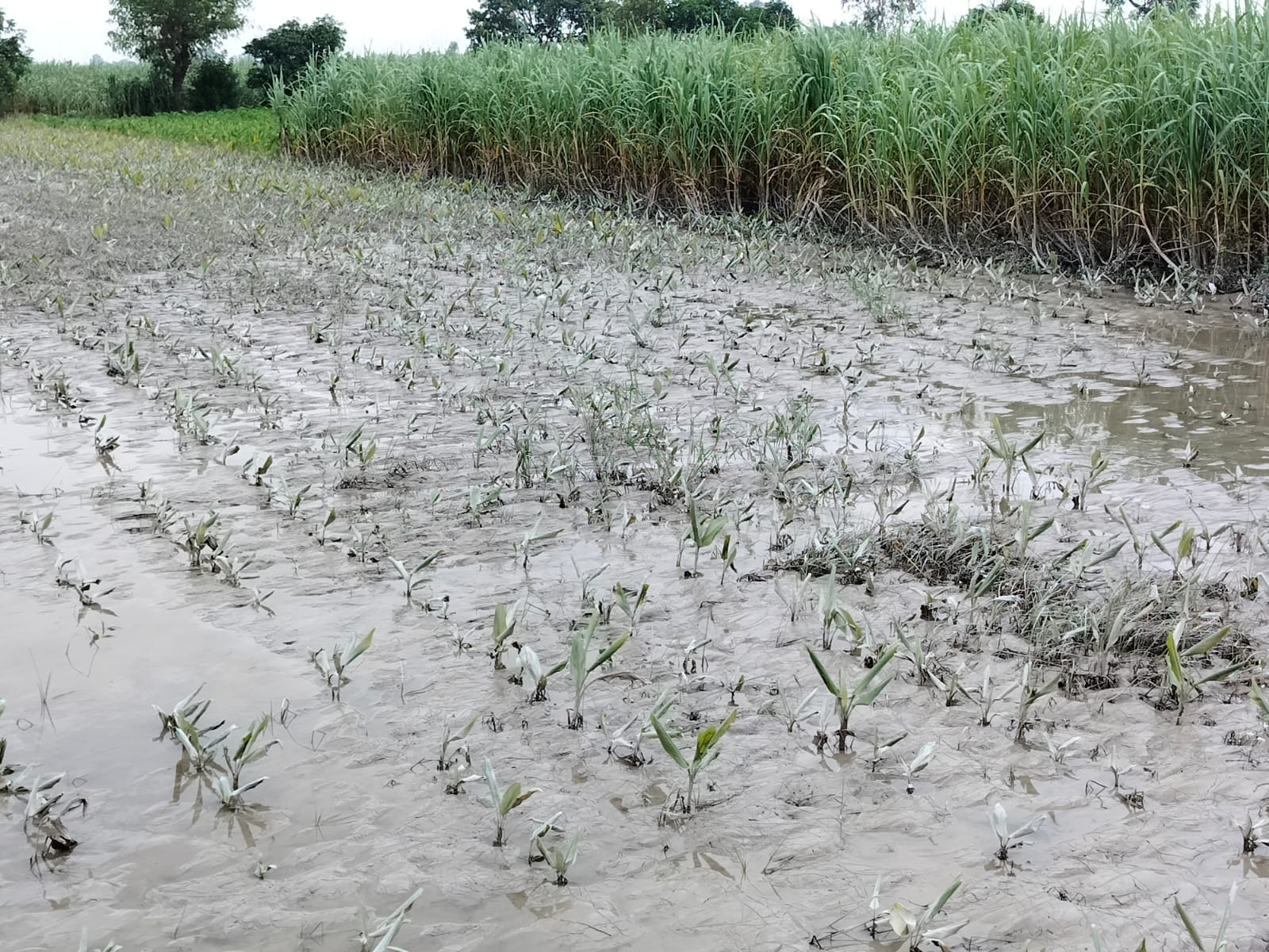 गांव चंदिया हजारा के समीप हल्दी की फसल के उपर एकत्र हो गई कीचड़ । संवाद