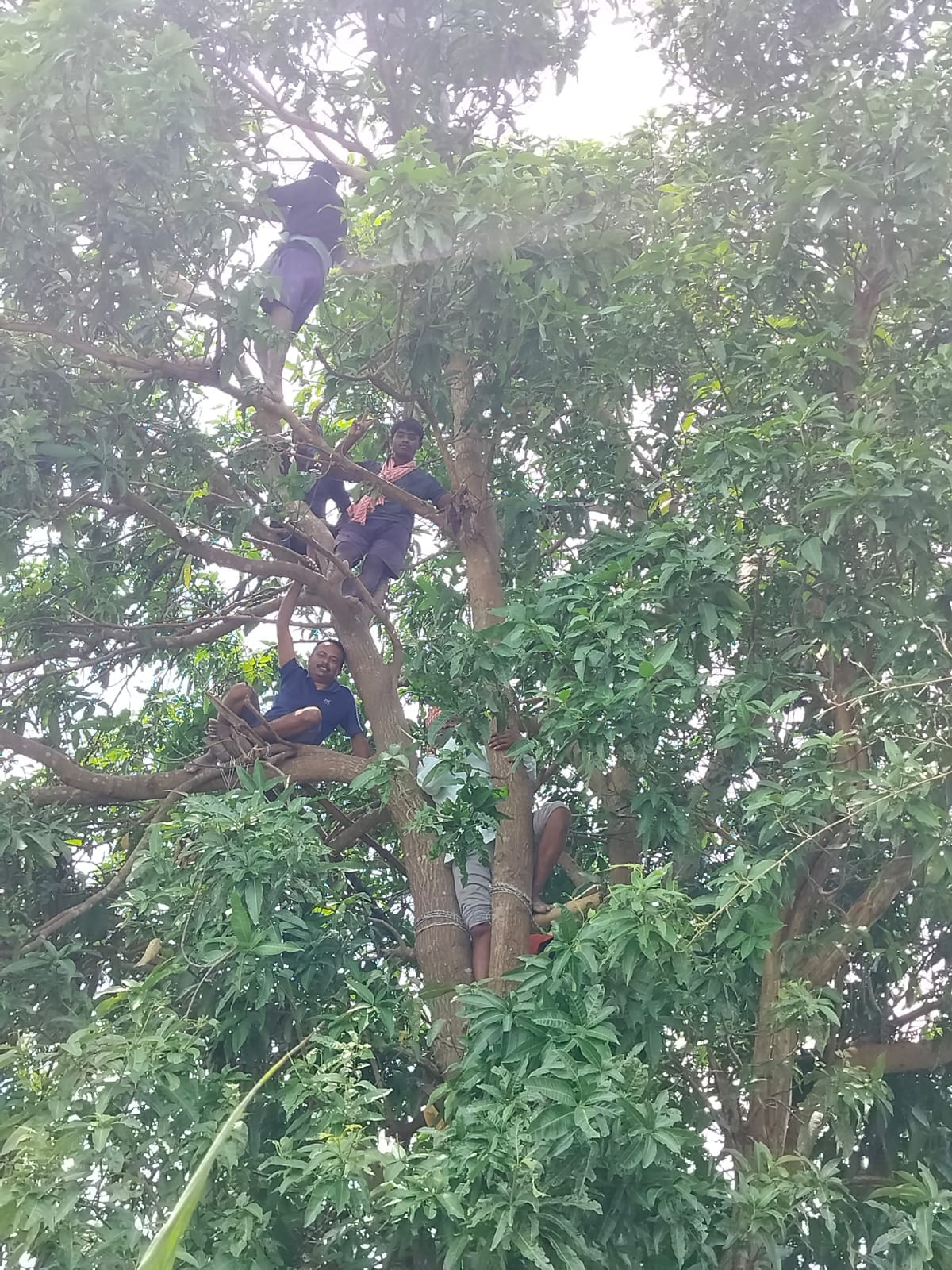 गांव चंदिया हजारा के समीप हल्दी की फसल के उपर एकत्र हो गई कीचड़ । संवाद