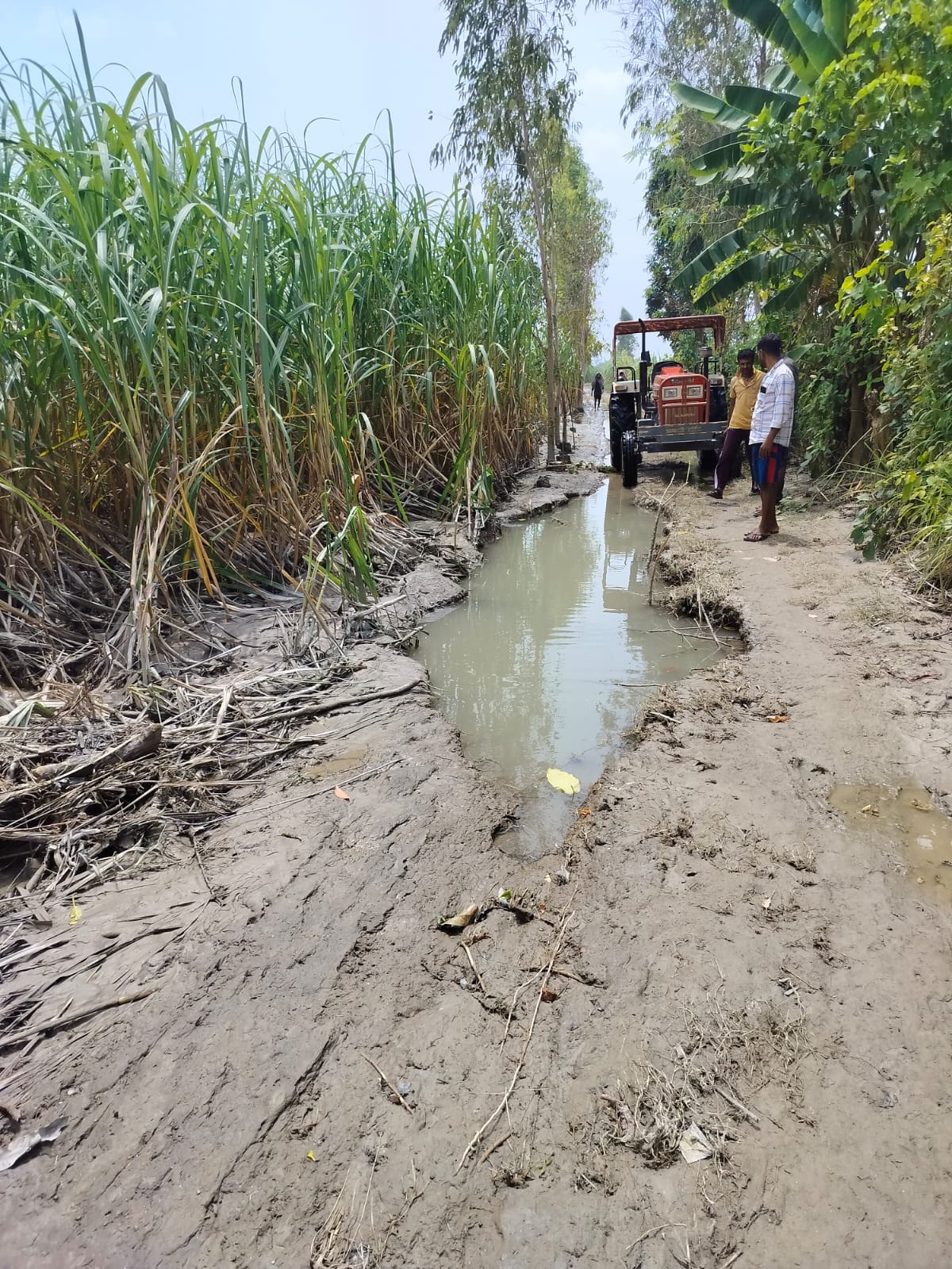 गांव चंदिया हजारा के समीप हल्दी की फसल के उपर एकत्र हो गई कीचड़ । संवाद