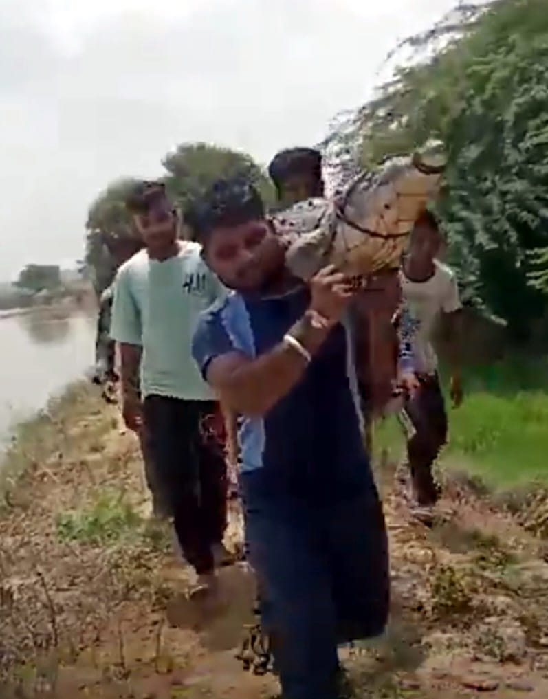 कुरुक्षेत्र। गांव उदारसी के तालाब से पकड़ा गया मगरमच्छ। कुरुक्षेत्र। गांव उदारसी के तालाब से पकड़ा गया मगरमच्छ।