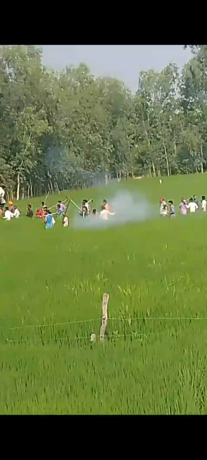 धान के खेत में बैठा बाघ । स्त्रोत - सोशल मीडिया