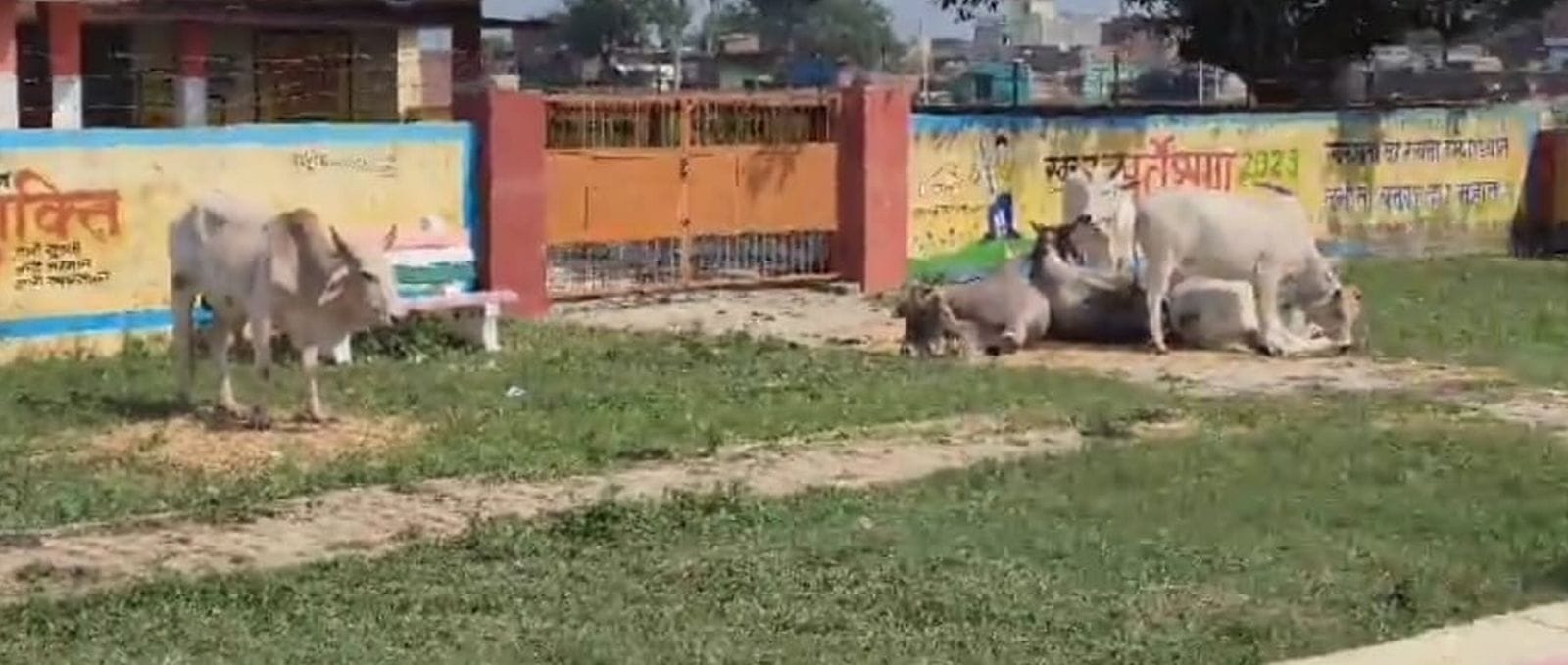 युसूफनगर गांव में के पार्क में बंद किए गोवंश। संवाद