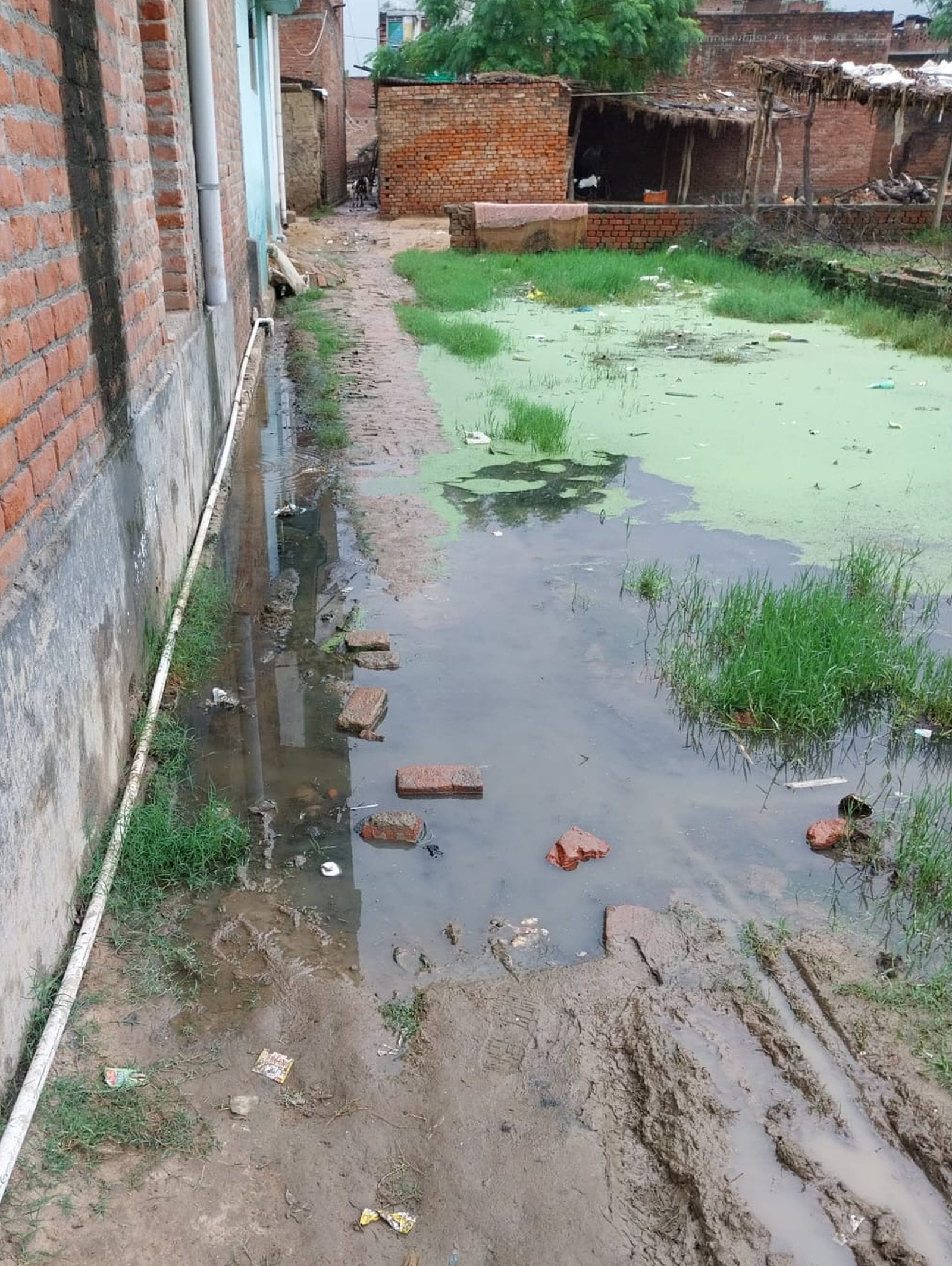 बिलहरी में सरकारी स्कूल को जाने वाली सड़क पर भरा पानी