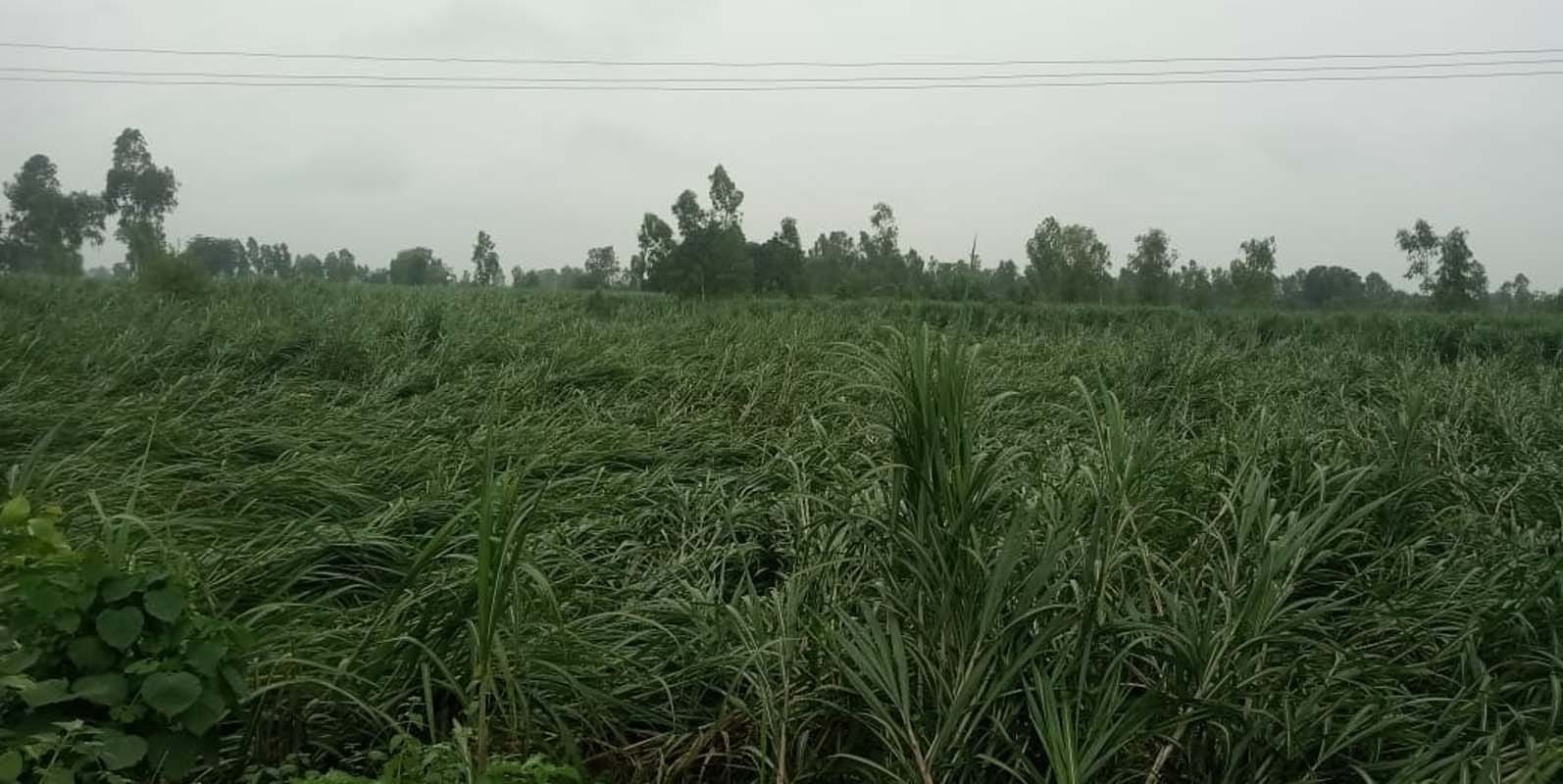 जलालाबाद के गांव काजरबोझी में गिरी प्रदीप के कच्चे मकान की दीवार।संवाद