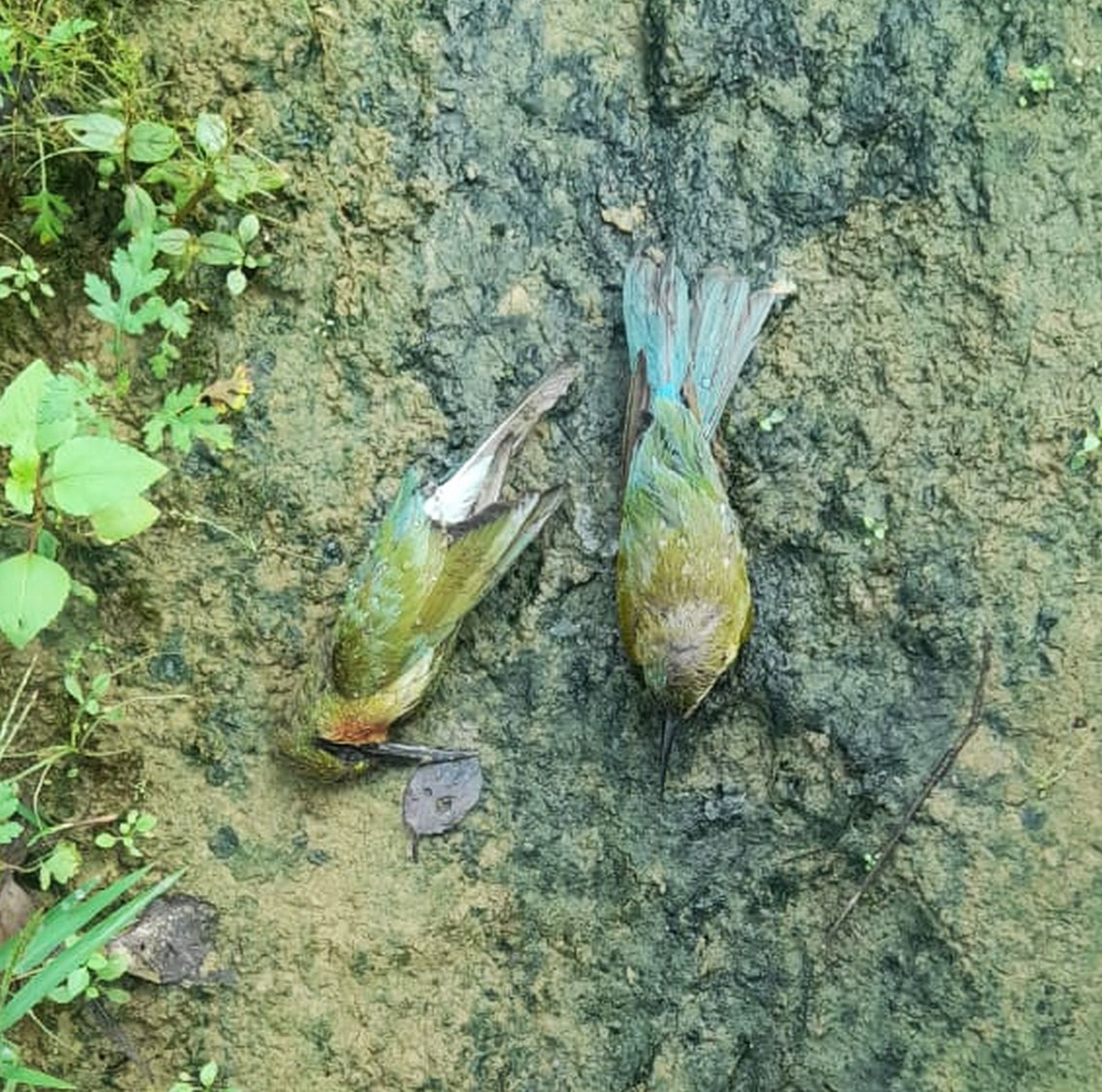 अलापुर इलाके में मृत पड़ी चिड़ियां। संवाद