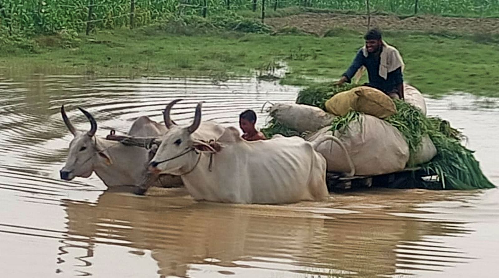 नगरिया खनू में खेतो में भरा बाढ़ का पानी। संवाद