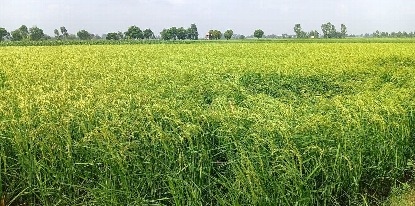 रविवार की सुबह आसमान में छाय बादल। संवाद