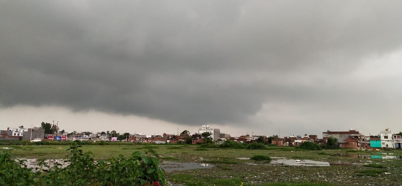 अमीर नगर में बरसात में गिरी धान की फसल अमीर नगर में बरसात में गिरी धान की फसल