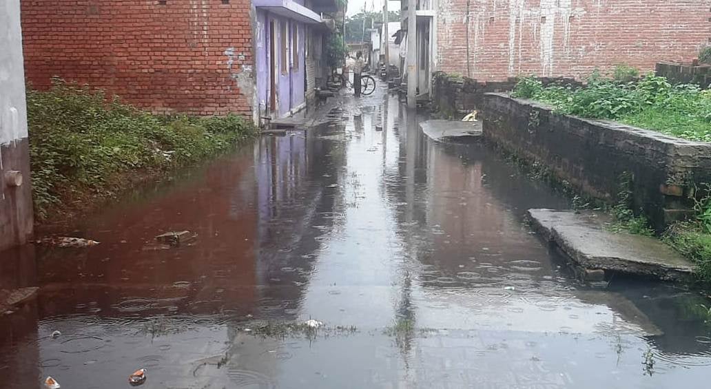 अमीर नगर में बरसात में गिरी धान की फसल अमीर नगर में बरसात में गिरी धान की फसल