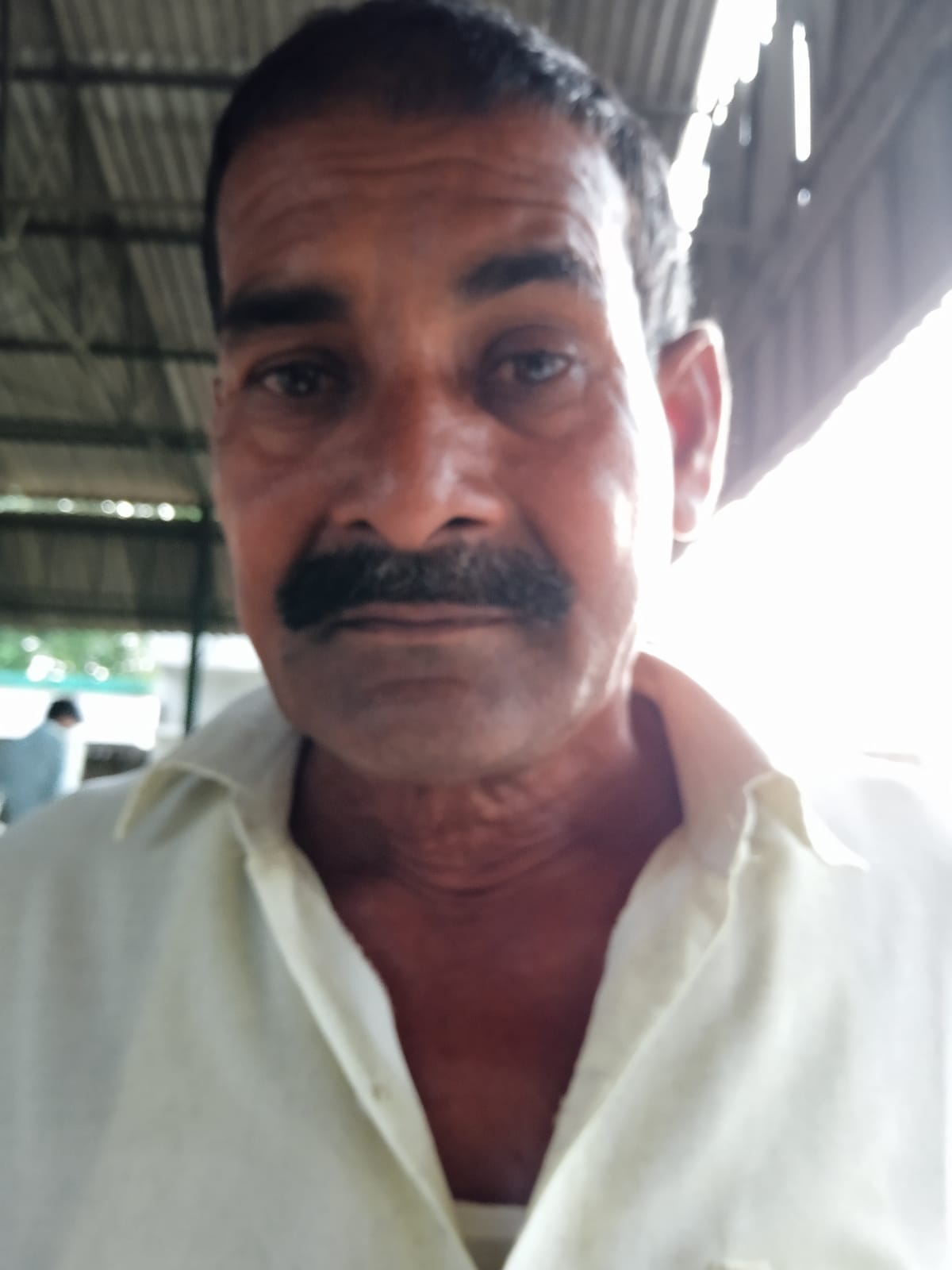 बारिश से गन्ने की गिरी फसल । स्त्रोत - ग्रामीण