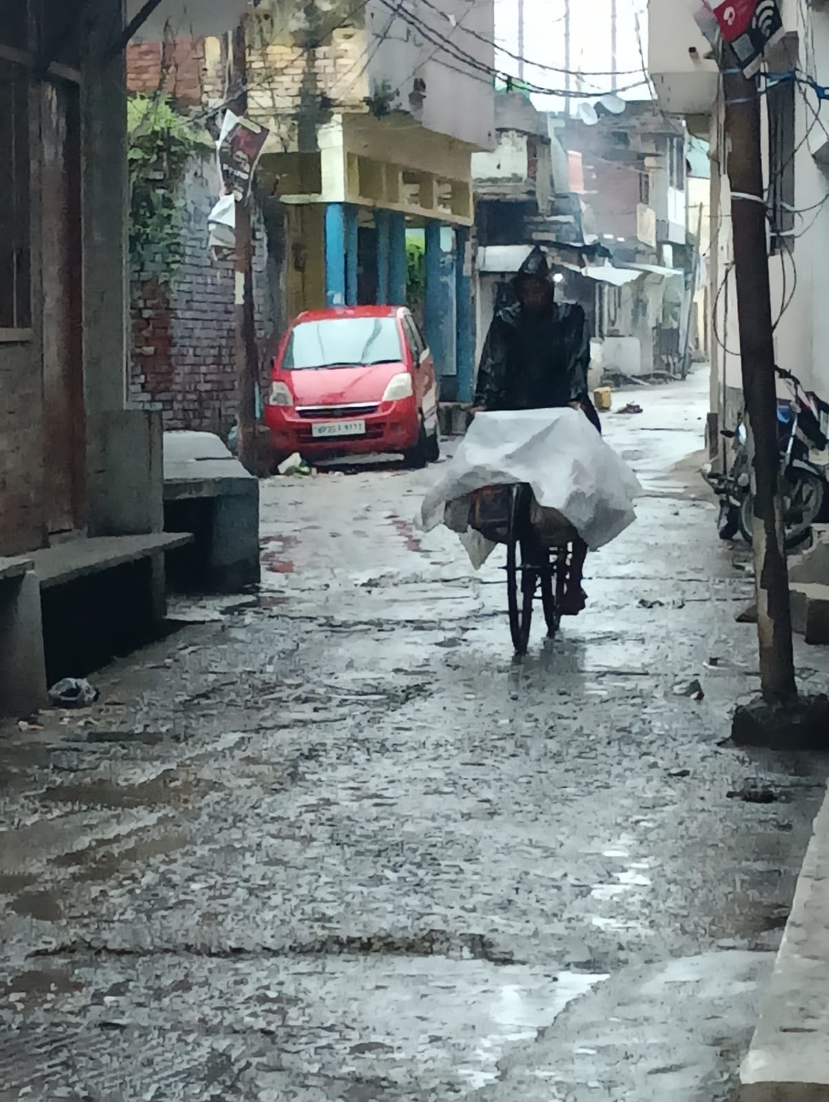 बारिश से गन्ने की गिरी फसल । स्त्रोत - ग्रामीण