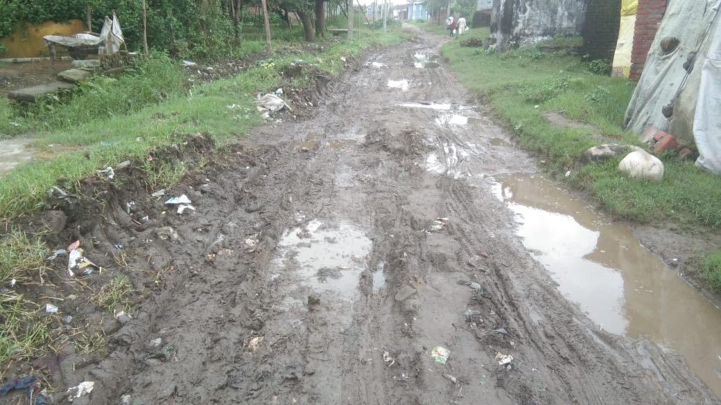 जहानाबाद में बारिश के कारण गिरी धान की फसल । संवाद