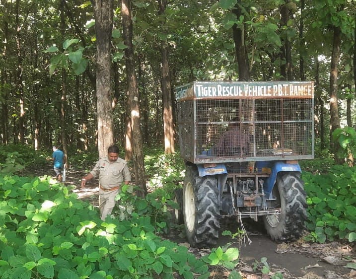 बाघ की सूचना पर जंगल किनारे पहुंचे वनकर्मी ।