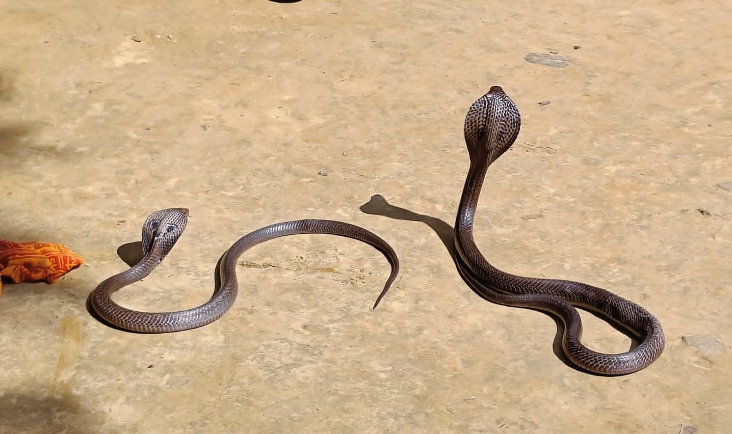 लालगंज के धधुआ गाजन में नाग नागिन के जोड़े को पकड़ता सपेरा। संवाद लालगंज के धधुआ गाजन में नाग नागिन के जोड़े को पकड़ता सपेरा। संवाद