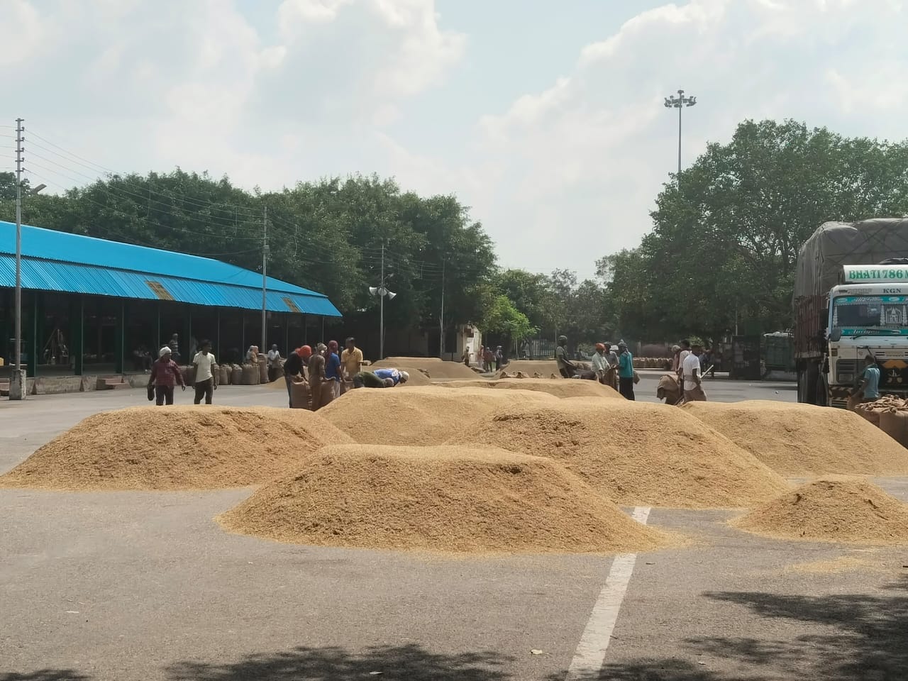 मंडी समिति में खाली पड़ा टीन शेड व रखे आलू भरे बोरे । संवाद