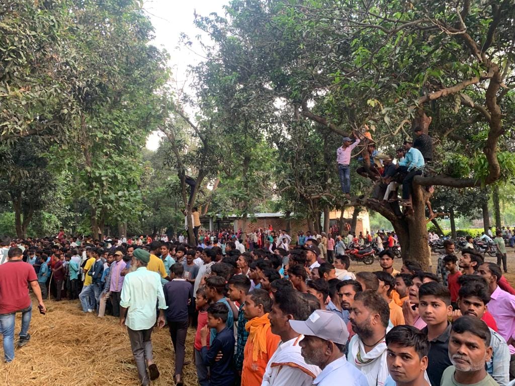 रेस्क्यू आप्रेशन के दौरान भागता बाघ ।