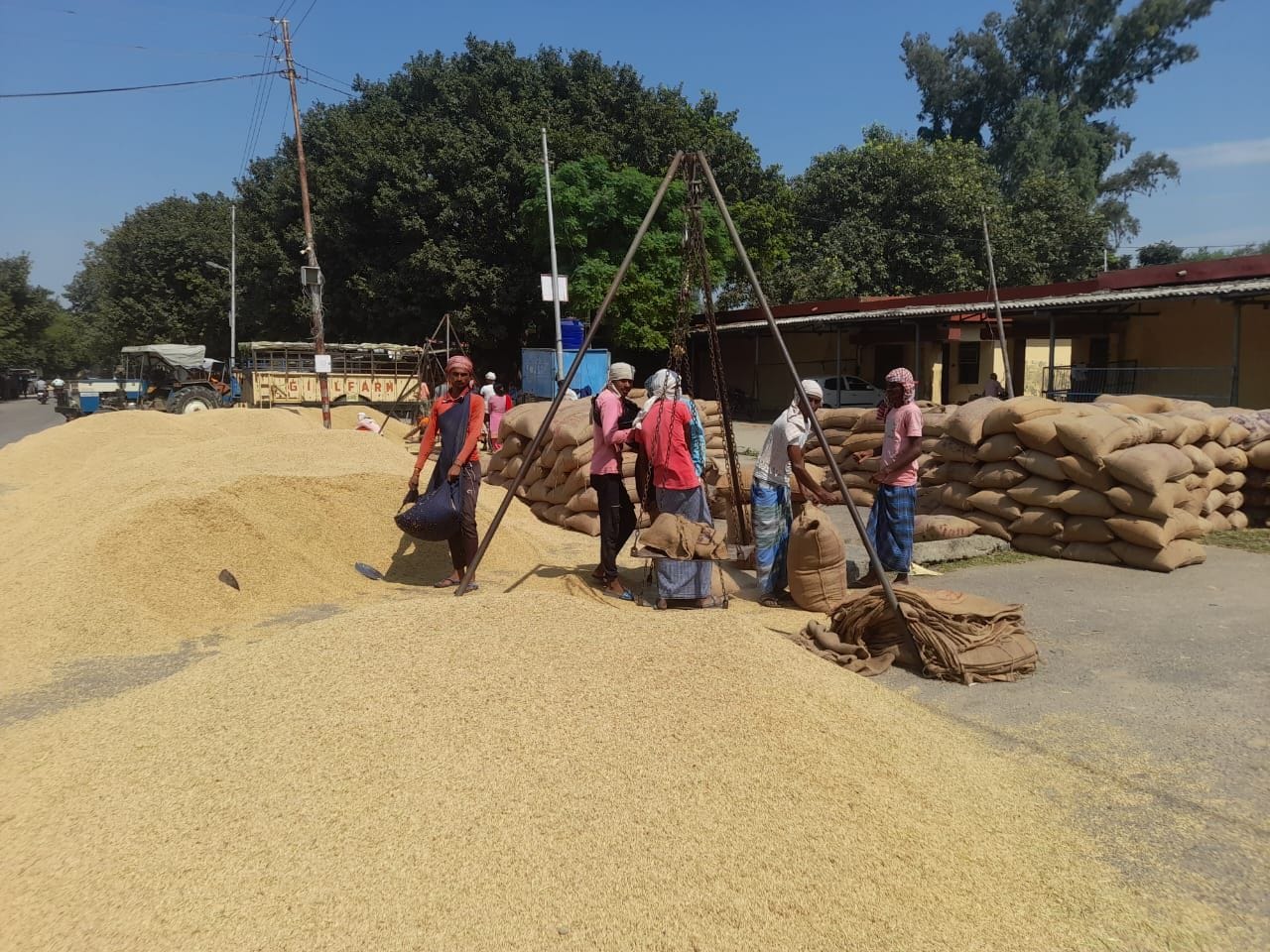 जलालाबाद मंडी स्थित धान सेंटरों पर पसरा सन्नाटा। संवाद