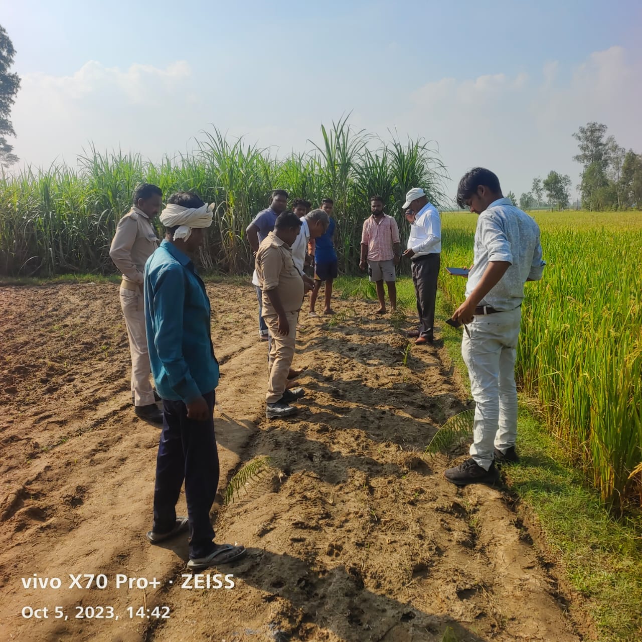गांव अमरैया कलां के समीप खेत में मिले बाघ के  पद चिन्ह । स्रोत - ग्रामीण