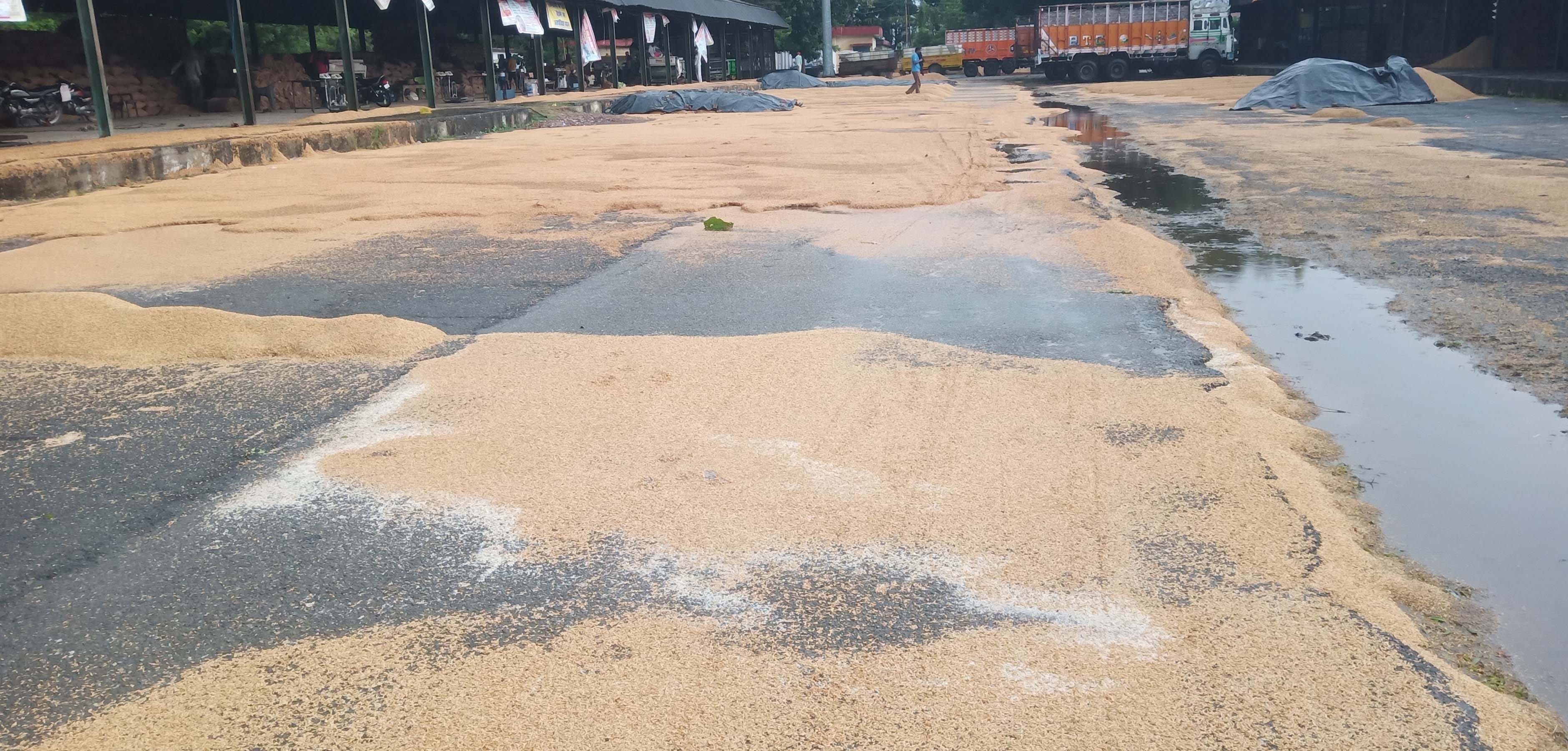 आंधी, बारिश से पुवायां क्षेत्र में गिरी  गन्ने  की फसल। संवाद