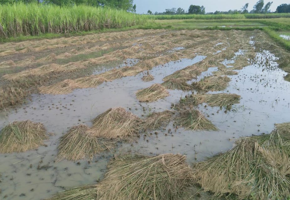 अफजलगढ़ में तेज हवा व बारिश से गिरी धान की फसल। अफजलगढ़ में तेज हवा व बारिश से गिरी धान की फसल।