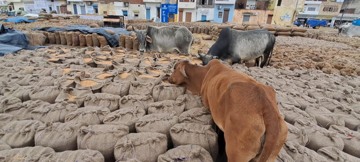 पिहोवा। अनाज मंडी में बरसात में भीगीं धान की भरी बोरियां। पिहोवा। अनाज मंडी में बरसात में भीगीं धान की भरी बोरियां।