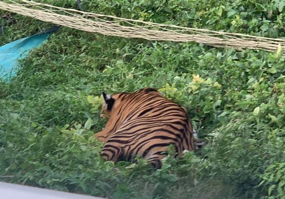 गन्ने के खेत की ओर भागती बेकाबू भीड़ । संवाद