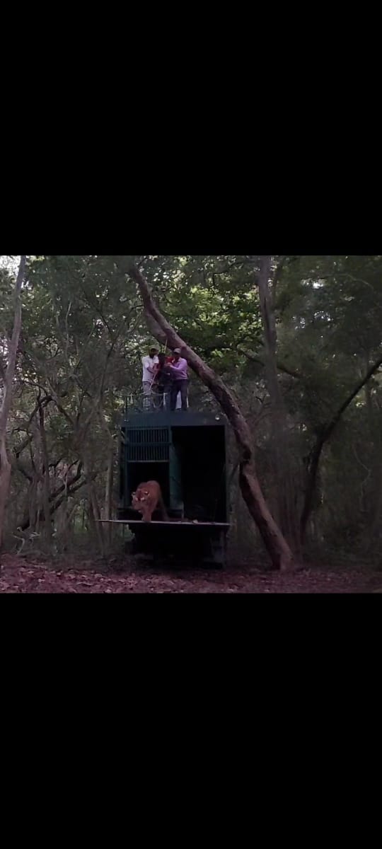 पिजंरे में पकड़ी गई बाधिन । स्रोत - वन विभाग