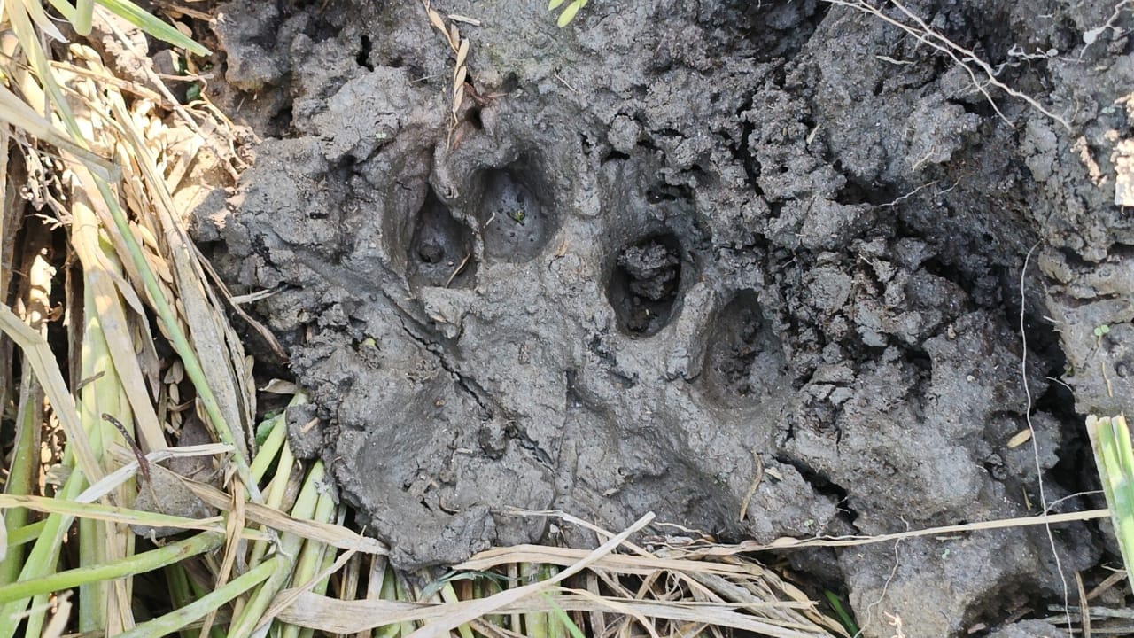 रानीगंज गांव में गन्ने के खेत के निकट निगरानी करते वन कर्मी । संवाद