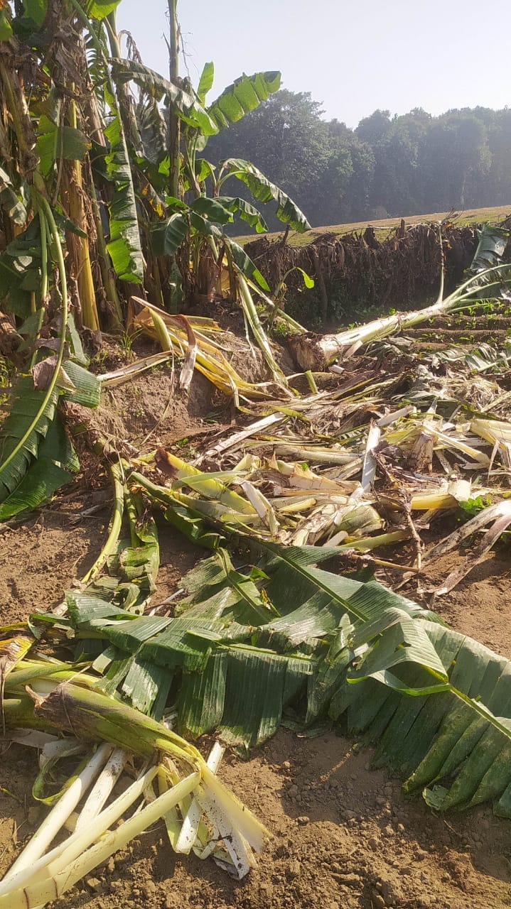 हाथियो ने तोड़ा जंगल किनारे बना वन विभाग का मचान ।