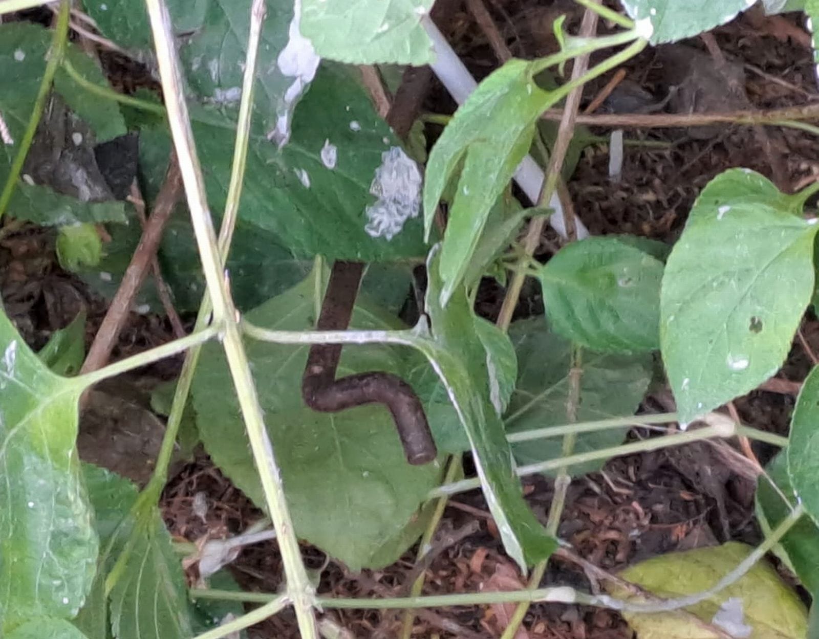 घटना स्थल पर पड़ी रॉड। संवाद घटना स्थल पर पड़ी रॉड। संवाद