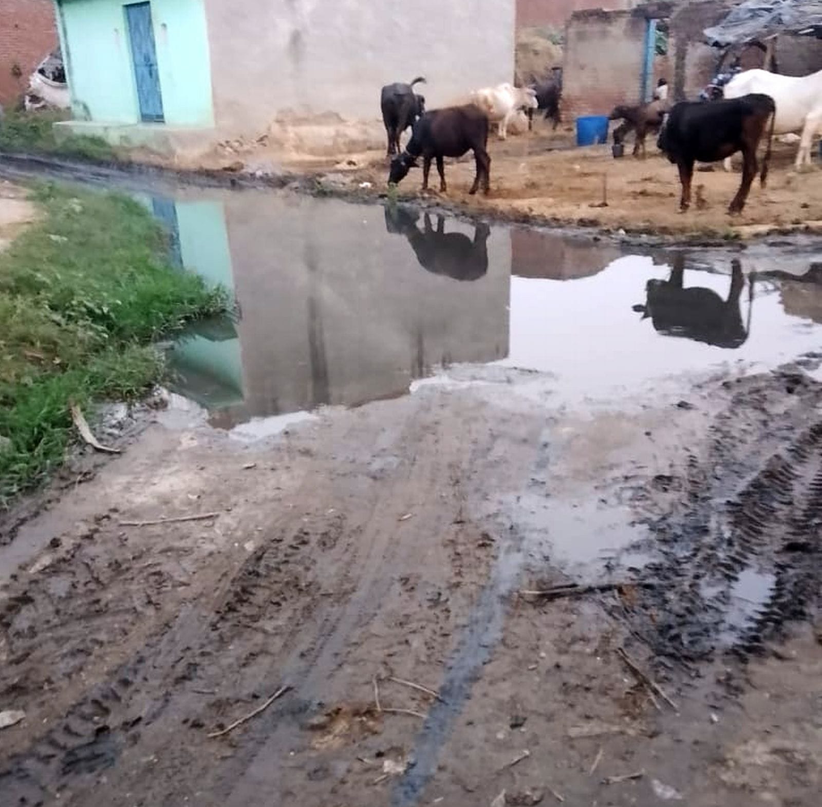 दबतोरा गांव में नाली में जमा गंदगी। संवाद