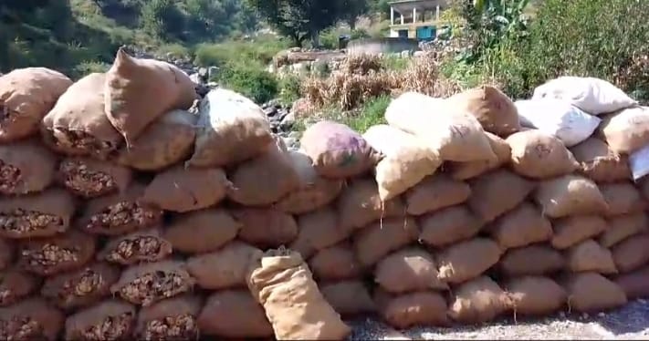 खेतों से अदरक निकालने के बाद मिट्टी साफ करने में जुटा नौहराधार का एक किसान। संवाद खेतों से अदरक निकालने के बाद मिट्टी साफ करने में जुटा नौहराधार का एक किसान। संवाद