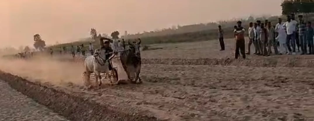 मुलाना स्थित मारकंडा नंदी पर बने ट्रैक पर दौड़ते बैल मुलाना स्थित मारकंडा नंदी पर बने ट्रैक पर दौड़ते बैल
