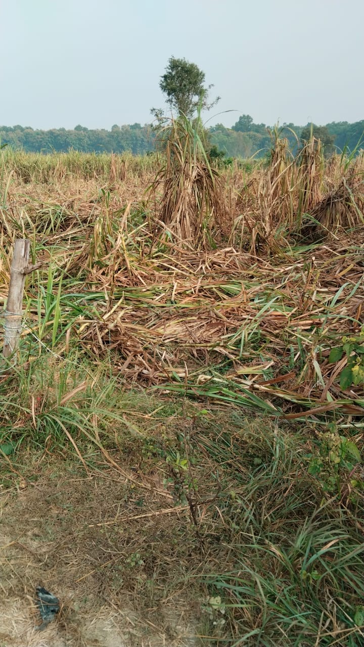 बाघ को देखने के लिए डगा पुल के पास लगी भीड़ । स्रोत - ग्रामीण