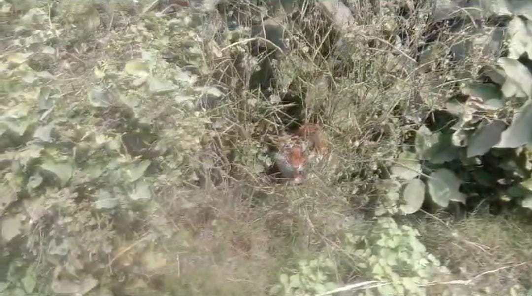 बाघ को देखकर भागते लोग । स्रोत - ग्रामीण