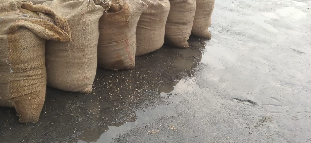 फोटो 32. सोनीपत की अनाज मंडी में बूंदाबांदी से भीगे धान के बोरे। संवाद फोटो 32. सोनीपत की अनाज मंडी में बूंदाबांदी से भीगे धान के बोरे। संवाद