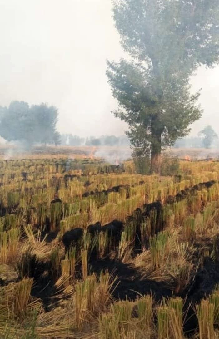 फोटो 14- सोनीपत के गोहाना में एक खेत में आग लगाने के बाद जले फसल अवशेष। संवाद फोटो 14- सोनीपत के गोहाना में एक खेत में आग लगाने के बाद जले फसल अवशेष। संवाद