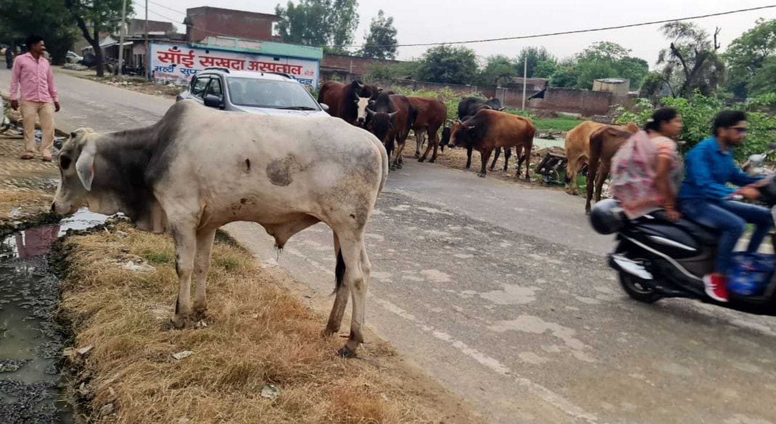 अलापुर थाने के सामने सड़क पर बैठे आवारा पशु। संवाद