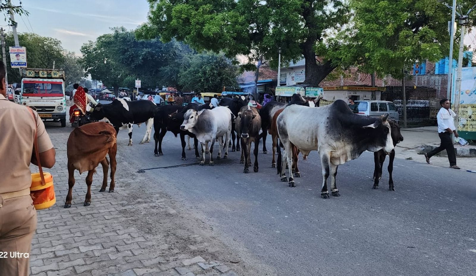 अलापुर थाने के सामने सड़क पर बैठे आवारा पशु। संवाद