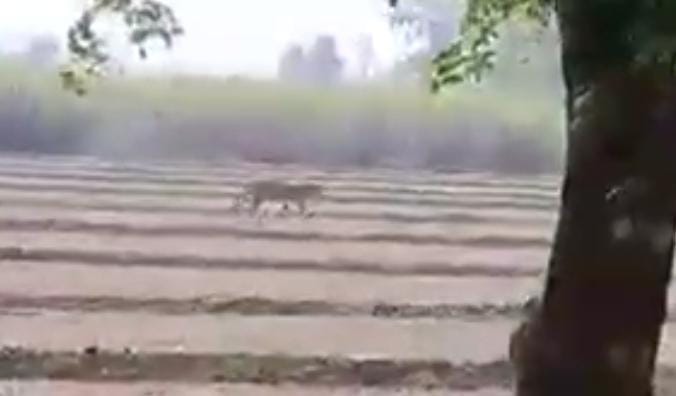 जमुना प्रसाद ।