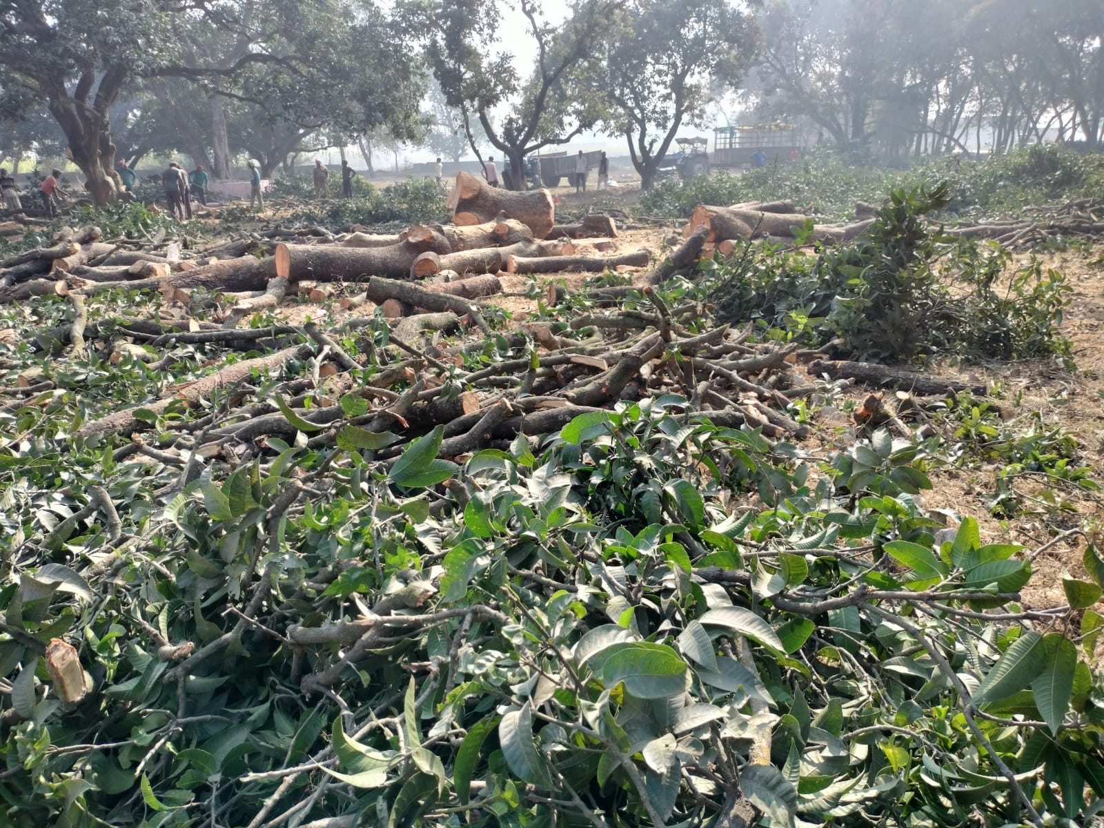 खारजा नहर क्षेत्र में काटे गए सेमल की पेड़ की पड़ी जड़े । संवाद