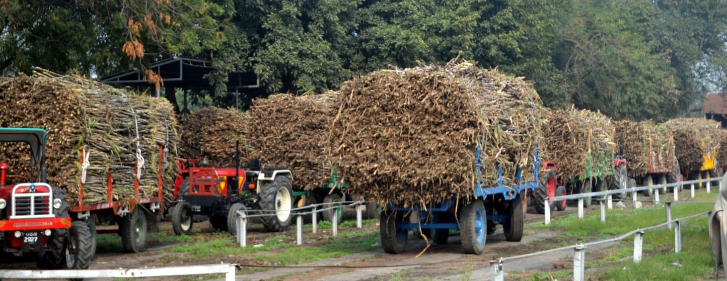 शामली धीमानपुरा मार्ग पर गन्ने की ट्रालियो  से लगा जाम