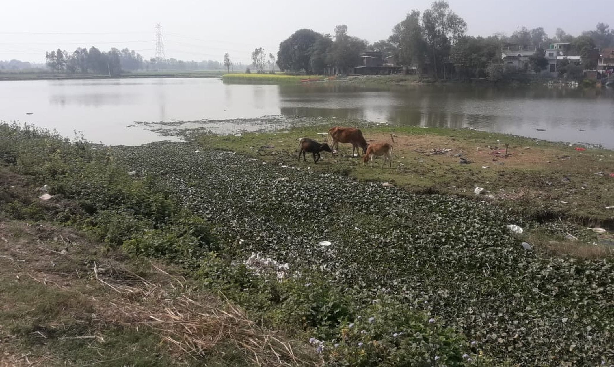 रुदौली में स्थित पचलो झील।