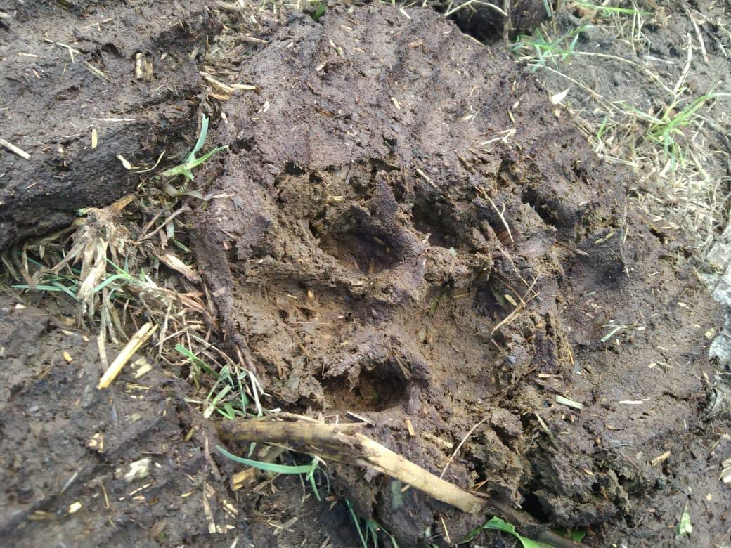 पिपरिया संतोष के पास मार्ग पार करता बाघ । स्रोत - वीडियो ग्रैब