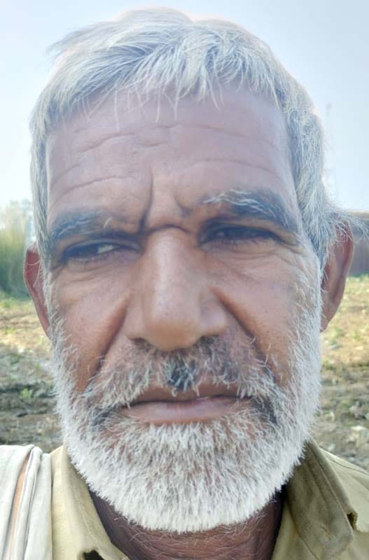 उझानी में पालतू पशुओं से चरवाते गोभी की फसल। संवाद